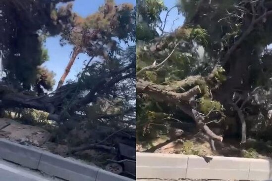 Bakıda küləyin aşırdığı ağacların yerində yeniləri əkildi – FOTO