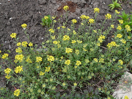 Bu bitki revmatizmə çarədir