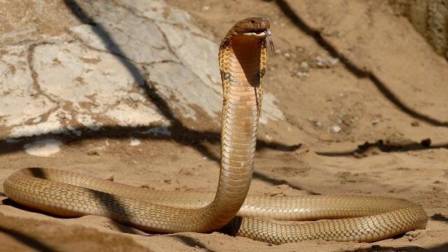 İnsanları qorxuya salan kobra təəccübləndirdi: Yuvasından qaçandan sonra... - FOTOLAR