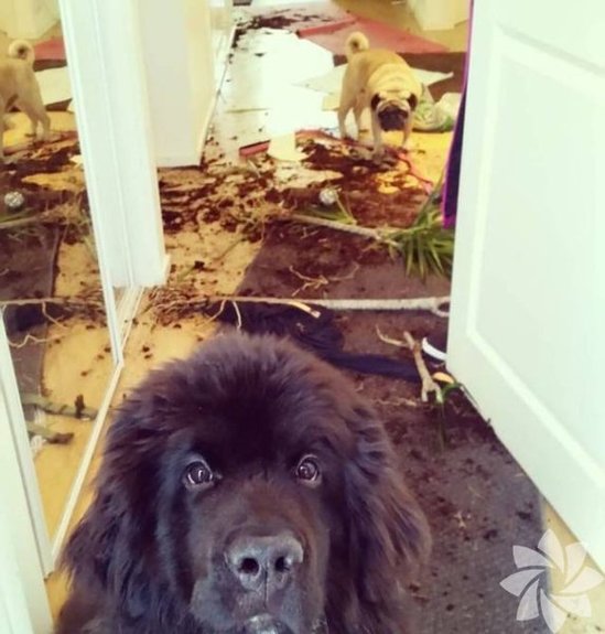 Dünyanın ən qəribə şəkilləri (FOTO)