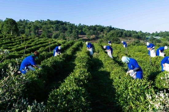 Kənd təsərrüfatı eksperti: "Azərbaycan çay idxaldan ciddi şəkildə asılıdır"