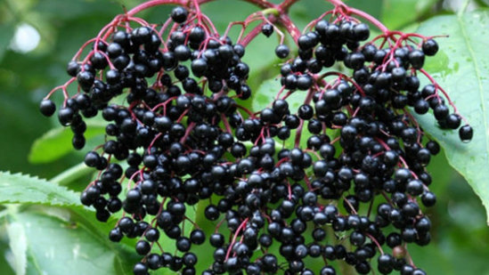 Soyuqdəymə və qripin MÖCÜZƏVİ MÜALİCƏSİ