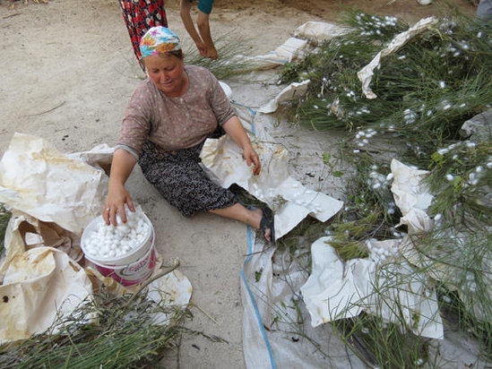 Şad xəbər! Azərbaycanda 150 min nəfərlik iş yeri, 10 milyonlarla gəlir