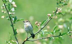 Havanın temperaturu 29 dərəcəyə yüksələcək