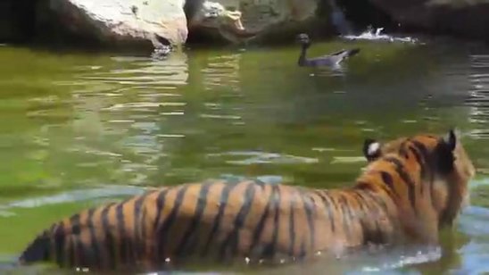 Dünya bu vəhşilikdən danışır! Zooparkda diri eşşəyi pələnglərə yem etdilər- VİDEO