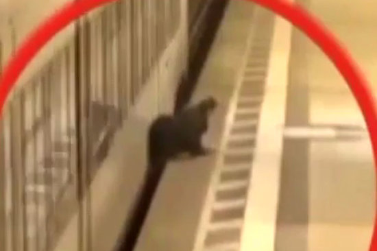 Metroda dəhşətli hadisə - VİDEO