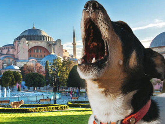 İtlər azan səsi eşidəndə niyə ulayır?