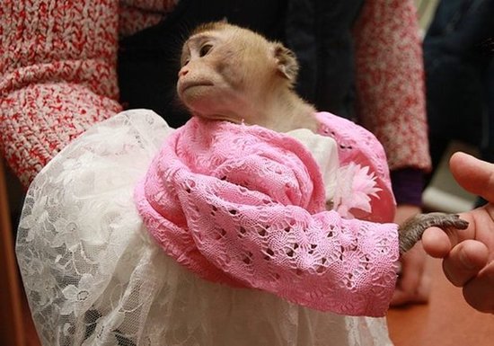 Bakının mərkəzində gəlinlikli meymun - VİDEO