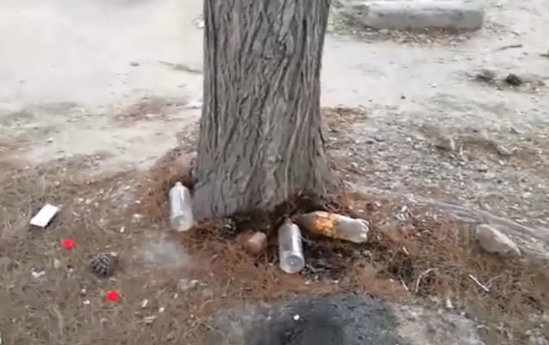 Xətai rayonunda "yaşıl soyqırımı"- "Ağaclar yandırılır, yerində obyektlər tikilir" (VİDEO)