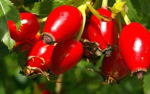 İtburnu bu xəstəlikləri sağaldır - TƏBİİ DƏRMAN