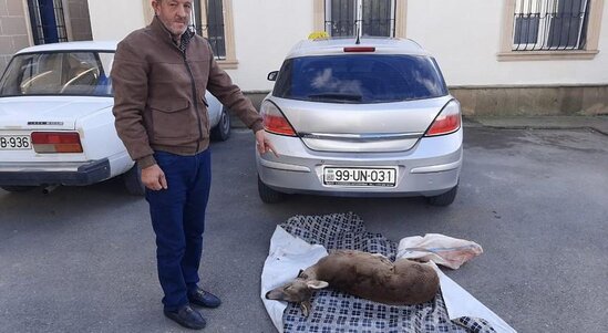 Ovladıqları cüyürü Qəbələyə satmağa gətirən İsmayıllı sakinləri saxlanılıb