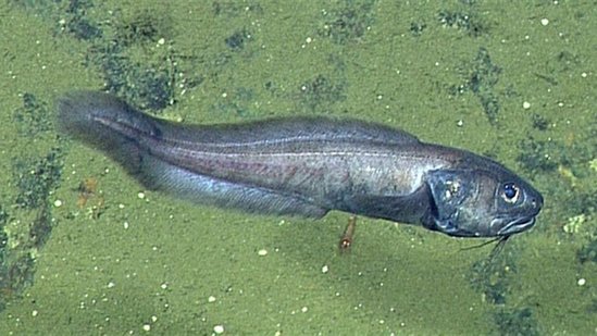 Кислород не нужен: учёные описали рыб, процветающих в "мёртвой зоне" океана