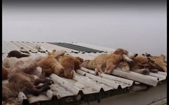 Saatlıda baytar məsuliyyətsizliyi fermerə böyük ziyan vurdu - VİDEO