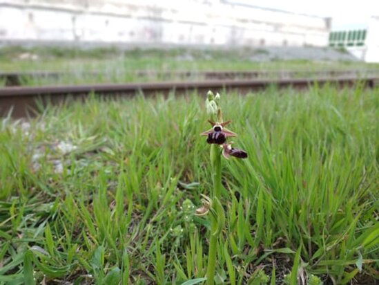 Bakıda nadir təbii hədisə - Xarıbülbül gülü bitib (VİDEO)