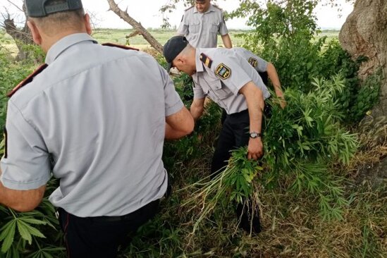 Polisdən "Xaş-xaş 2019" ƏMƏLİYYATI: 1 tona yaxın narkotik.