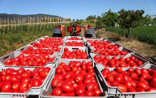 40 tona yaxın pomidorun geri qaytarılması ilə bağlı AÇIQLAMA