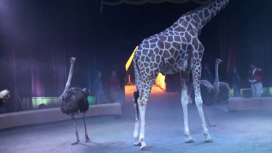 Sirkdə MARAQLI ANLAR : Zürafə tamaşaçıların yeməyini YEDİ