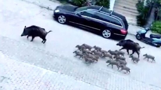 Bu dəfə donuz sürüsü küçələrə axışdı- FOTO