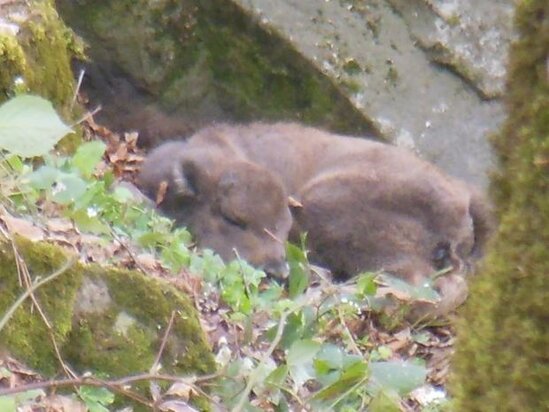 Şahdağ Milli Parkında daha bir zubr balası doğuldu
