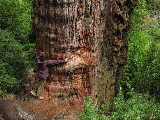 Dünyanın 5484 illik ən yaşlı ağacı - FOTO
