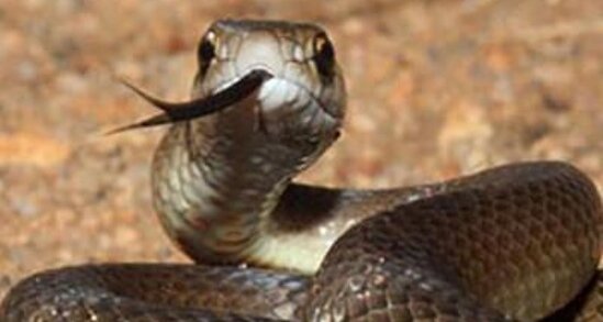 "İlanlar erkən yay aylarında gündüzlər də aktiv olurlar"- Alimdən vacib XƏBƏRDARLIQ