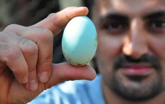 BU yumurtanın qiyməti "dodaq uçuqladır" - FOTO