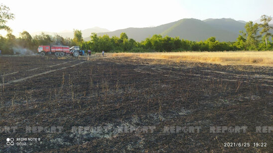 Oğuzda taxıl sahəsi və meşədə baş verən yanğın söndürülüb – YENİLƏNİB+FOTO