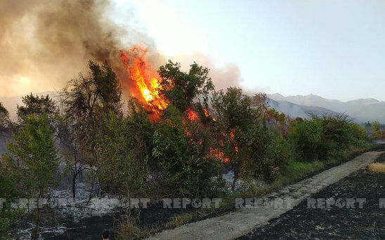 Oğuzda taxıl sahəsi və meşədə baş verən yanğın söndürülüb – YENİLƏNİB+FOTO
