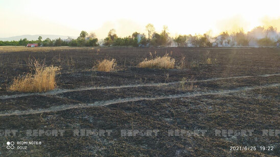 Oğuzda taxıl sahəsi və meşədə baş verən yanğın söndürülüb – YENİLƏNİB+FOTO