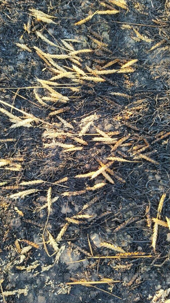 Oğuzda taxıl sahəsi və meşədə baş verən yanğın söndürülüb – YENİLƏNİB+FOTO