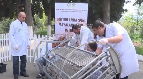 Maldarlıqda süni mayalanmanın hansı rolu var? - VİDEO