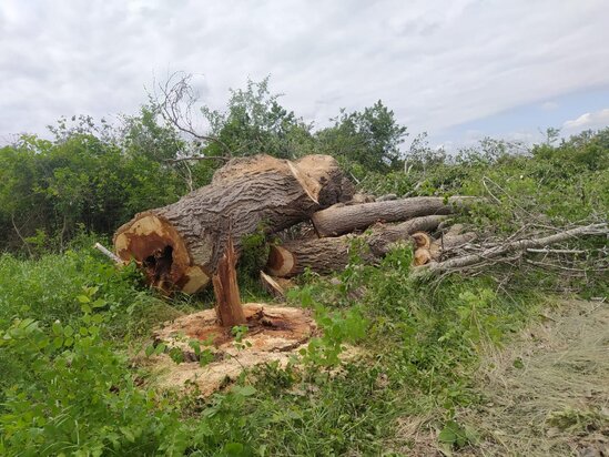 Meşə zolaqlarının qırılmasına görə kimlər məsuliyyət daşıyır? - AÇIQLAMA
