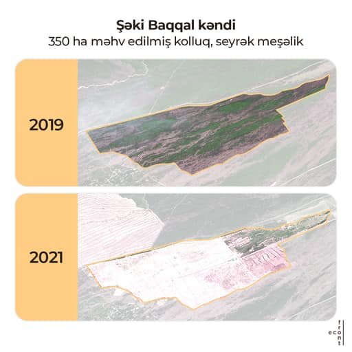 Meşə zolaqlarının qırılmasına görə kimlər məsuliyyət daşıyır? - AÇIQLAMA