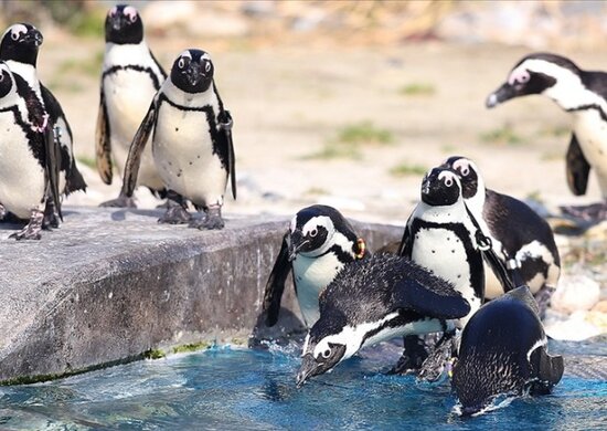 Arılar nəsli kəsilməkdə olan 63 pinqvini sancaraq ÖLDÜRDÜ