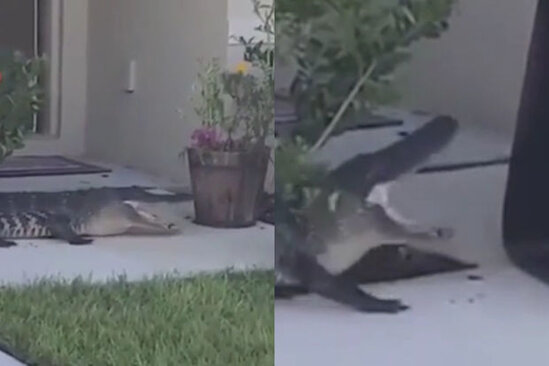 Timsahla rastlaşan keçmiş zabit görün neylədi? - VİDEO