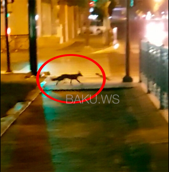Bakının mərkəzində "gözlənilməyən qonaq" - VİDEO