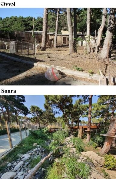 İlham Əliyev və Mehriban Əliyeva Bakı Zooloji Parkının açılışında - YENİLƏNİB + FOTO