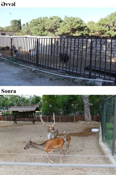 İlham Əliyev və Mehriban Əliyeva Bakı Zooloji Parkının açılışında - YENİLƏNİB + FOTO