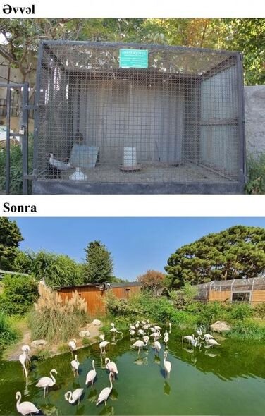 İlham Əliyev və Mehriban Əliyeva Bakı Zooloji Parkının açılışında - YENİLƏNİB + FOTO