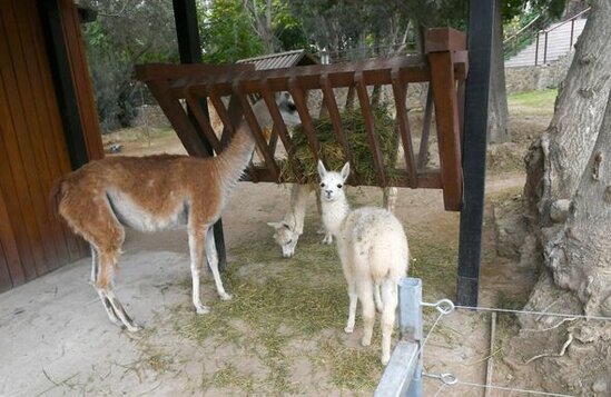 İlham Əliyev və Mehriban Əliyeva Bakı Zooloji Parkının açılışında - YENİLƏNİB + FOTO