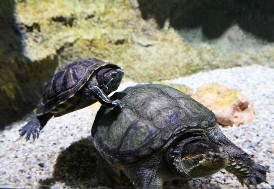 İlham Əliyev və Mehriban Əliyeva Bakı Zooloji Parkının açılışında - YENİLƏNİB + FOTO