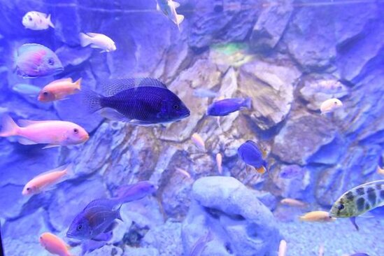 İlham Əliyev və Mehriban Əliyeva Bakı Zooloji Parkının açılışında - YENİLƏNİB + FOTO