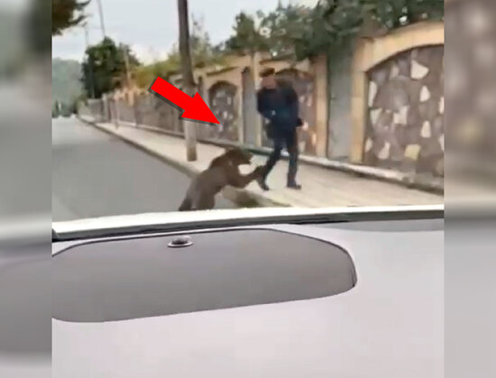 Balakəndə ayı balası yerli sakinə hücum edib - VİDEO