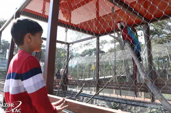 Bakı Zooloji Parkına giriş üçün QİYMƏTLƏR AÇIQLANDI