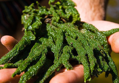 Üz dərisini ləkələrdən təmizləyən EFFEKTLİ TƏBİİ VASİTƏ