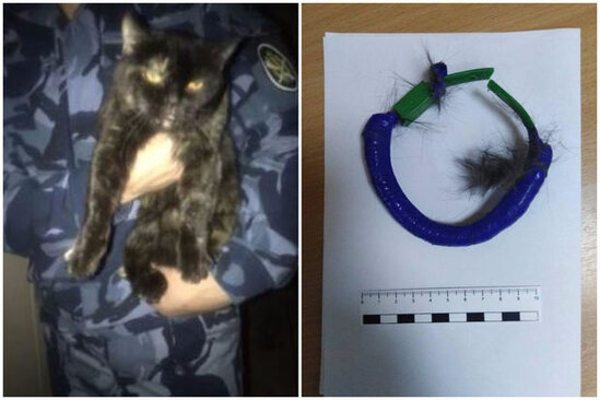 Narkokuryer pişik ələ keçdi