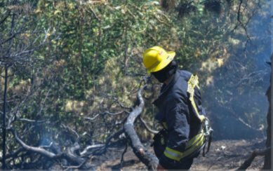 Zığda ağaclıq ərazidə yanğın olub