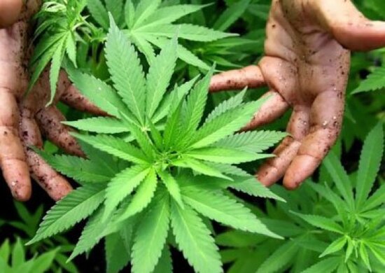 Bu ölkədə hər ailə 4 çətənə kolu becərə biləcək