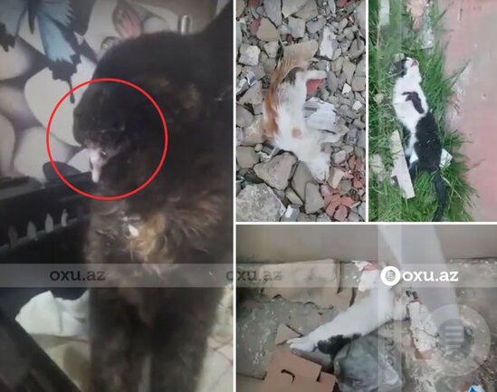 Bakıda pişiklər işgəncə verilərək öldürülür - VİDEO