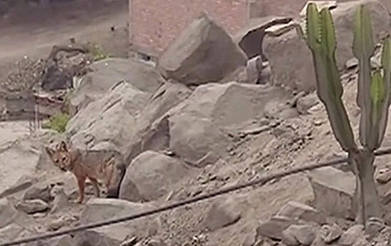 İt bilib aldılar, tülkü çıxdı